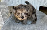 Waffles, a female Chow Chow and Poodle - Standard  for sale in Ruskin, FL – 9 of 10