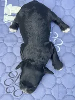Luna , a female Cockapoo for sale in Sun City Center, FL – 4 of 4