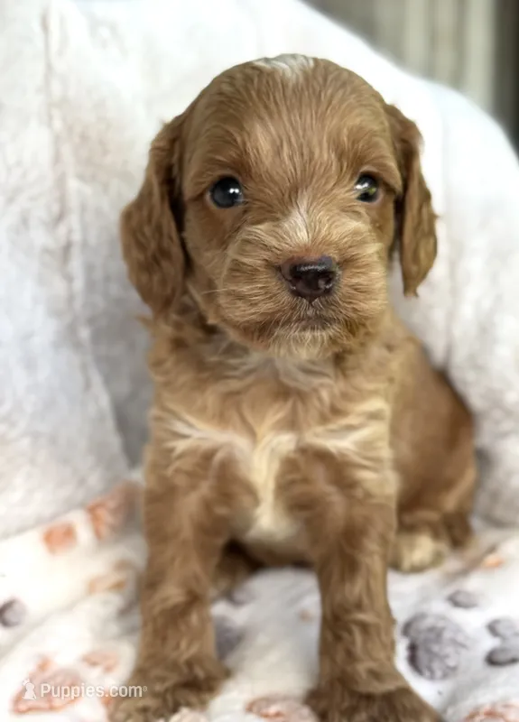 Blue  – Cockapoo puppy for sale in Ruskin, FL