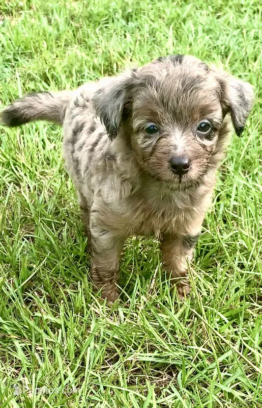 Nova – Miniature Aussiedoodle puppy for sale in Tampa, FL