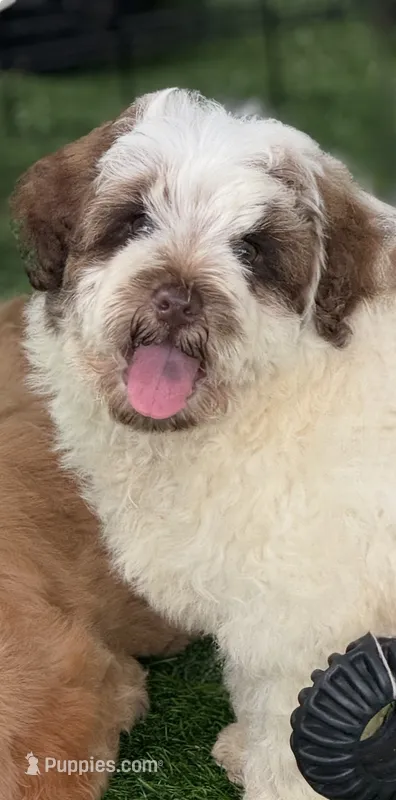 Hershey – Chow Chow, Poodle - Miniature  puppy for sale in Tampa, FL