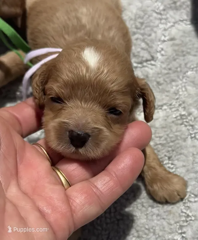 Pink F1 – Cockapoo puppy for sale in Tampa, FL