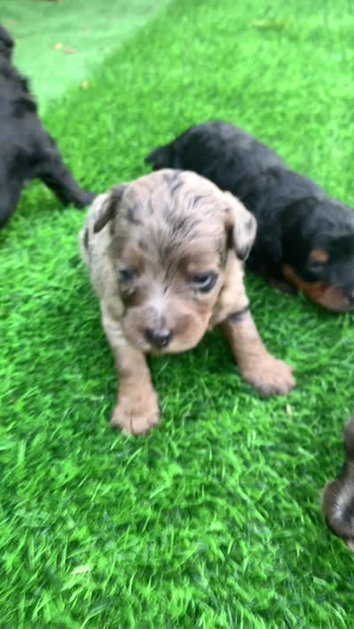 Nova, a female Miniature Aussiedoodle for sale in Tampa, FL – 10 of 10