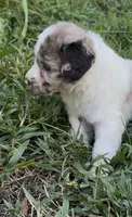 Hazel. “ regular size” chocolate Merle, a female Cockapoo for sale in Ruskin, FL – 5 of 10