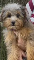 Nova F1 , a female Miniature Aussiedoodle for sale in Sun City Center, FL – 4 of 4