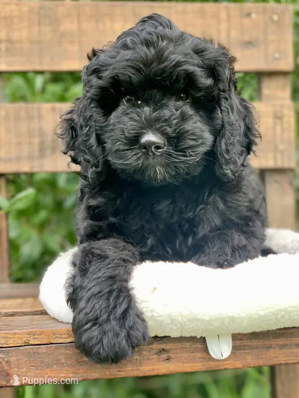 Sandy – Miniature Goldendoodle puppy for sale in Tampa, FL