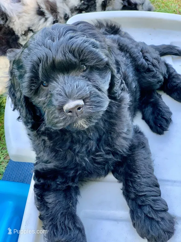 Sandy – Miniature Goldendoodle puppy for sale in Tampa, FL