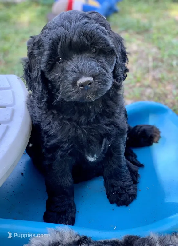 Sandy – Miniature Goldendoodle puppy for sale in Tampa, FL