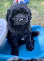 Sandy, a female Miniature Goldendoodle for sale in Tampa, FL – Photo 1 of 5