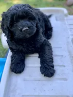 Sandy, a female Miniature Goldendoodle for sale in Tampa, FL – Photo 5 of 5