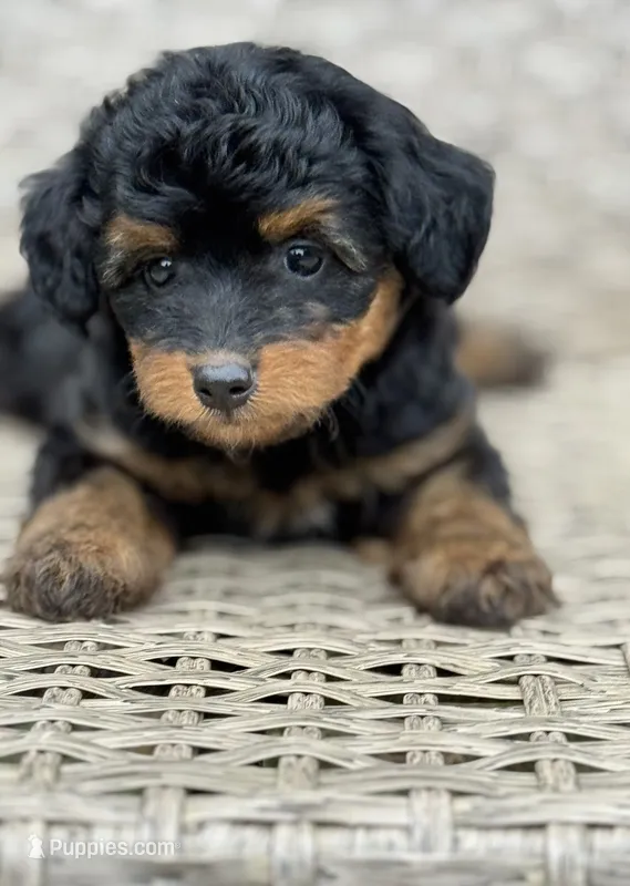 Maple.  Parents health tested  – Miniature Aussiedoodle puppy for sale in Tampa, FL
