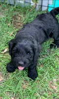 Laila, a female Cockapoo for sale in Tampa, FL – Photo 4 of 6