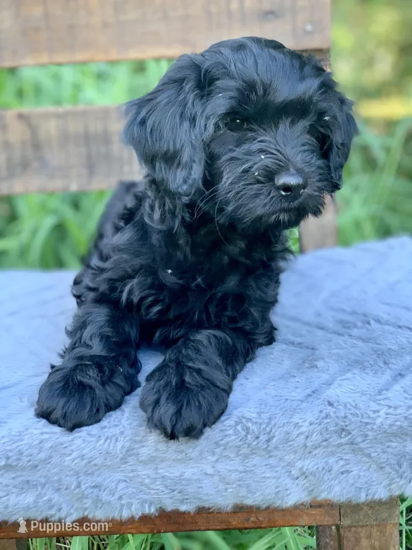 Laila – Cockapoo puppy for sale in Tampa, FL
