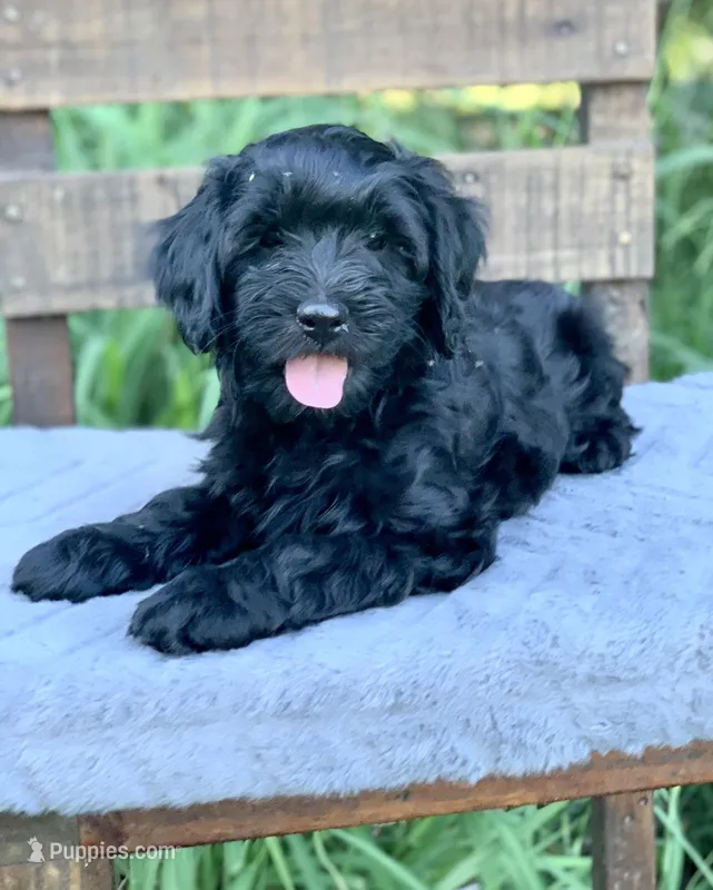 Laila – Cockapoo puppy for sale in Tampa, FL