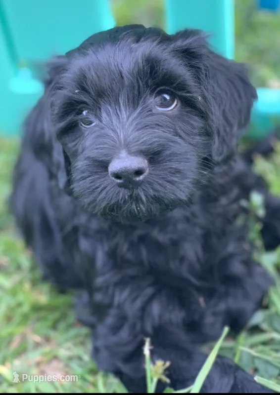 Laila – Cockapoo puppy for sale in Tampa, FL