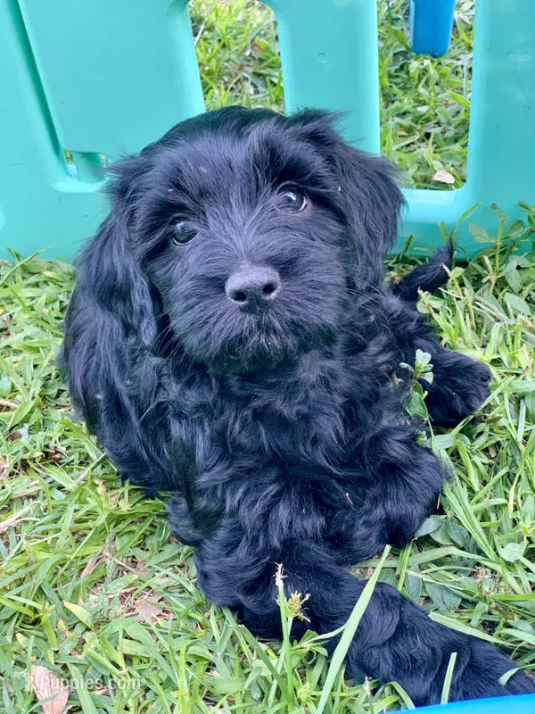 Laila – Cockapoo puppy for sale in Tampa, FL