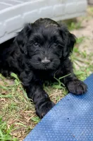 Laila, a female Cockapoo for sale in Tampa, FL – Photo 2 of 6