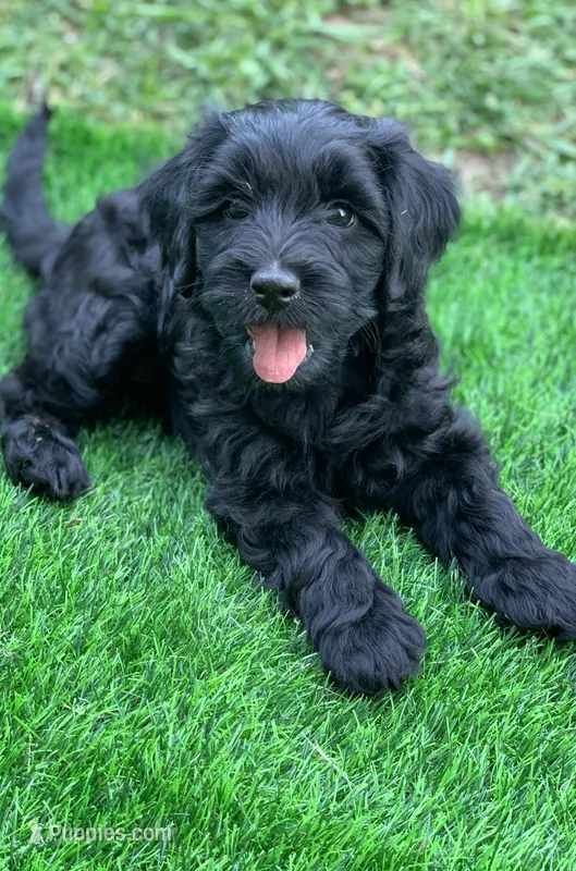 Laila – Cockapoo puppy for sale in Tampa, FL