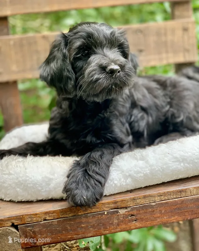 Laila – Cockapoo puppy for sale in Tampa, FL