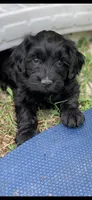 Laila, a female Cockapoo for sale in Tampa, FL – Photo 6 of 6
