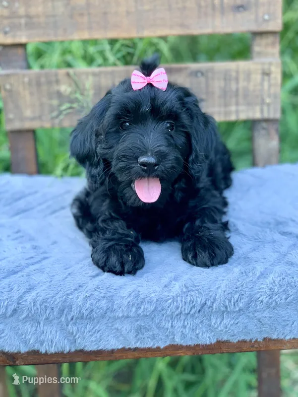 Laila – Cockapoo puppy for sale in Tampa, FL
