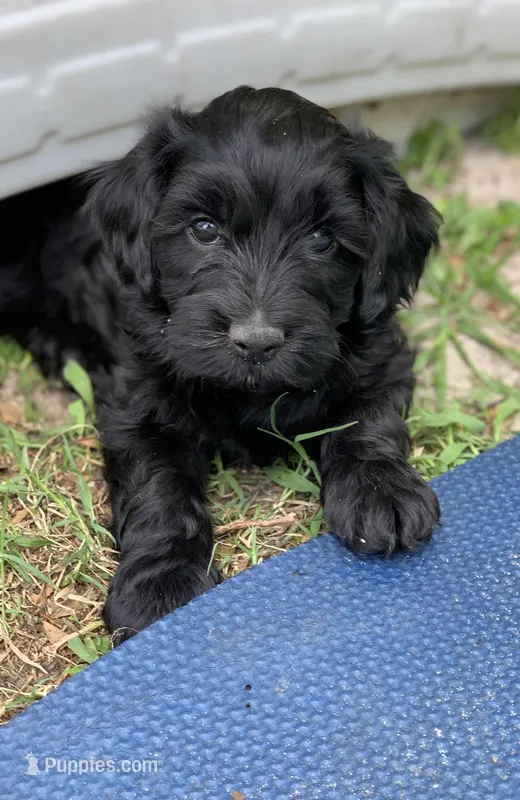 Laila – Cockapoo puppy for sale in Tampa, FL