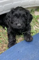 Laila, a female Cockapoo for sale in Tampa, FL – Photo 1 of 6