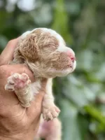Patsy, a female Cockapoo for sale in Ruskin, FL – 3 of 7