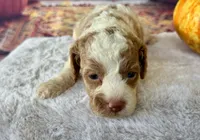 Patsy one blue eye, a female Cockapoo for sale in Ruskin, FL – 2 of 10