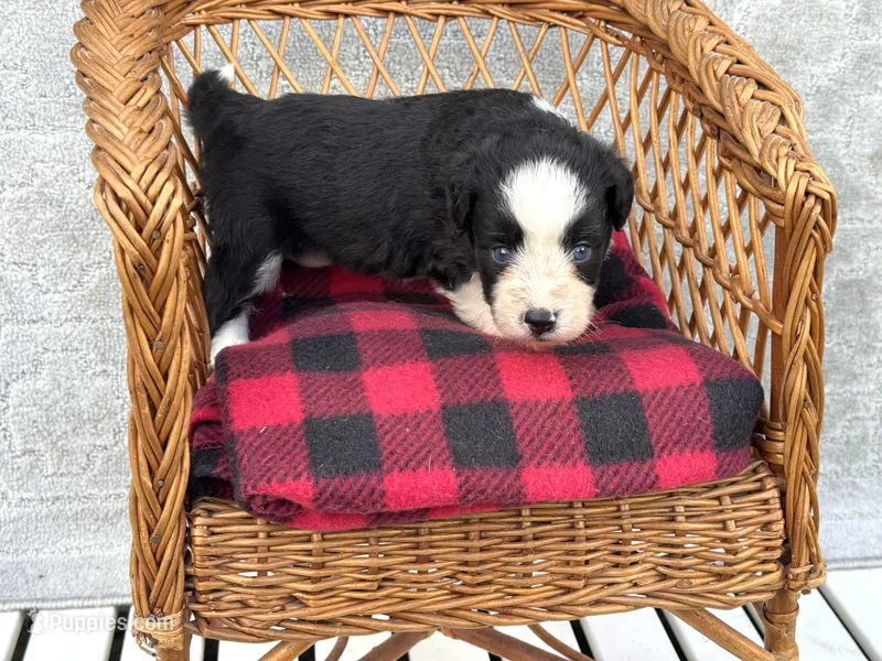 Tania Blue eyes – Miniature Aussiedoodle puppy for sale in Ruskin, FL