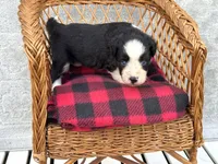 Tania Blue eyes, a female Miniature Aussiedoodle for sale in Ruskin, FL – 1 of 10