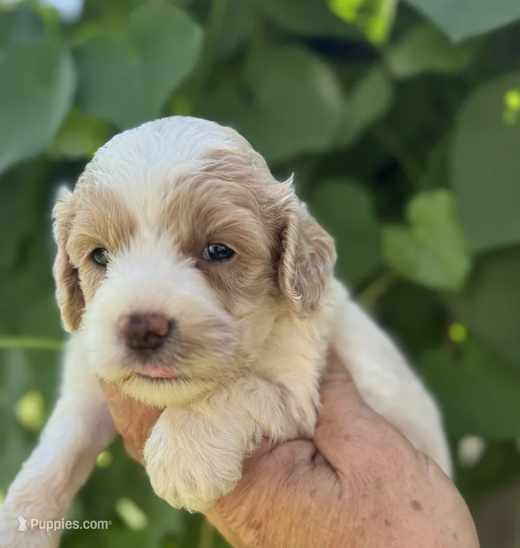 Yellow – Cockapoo puppy for sale in Tampa, FL