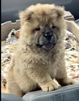 Xuan , a male Chow Chow for sale in Ruskin, FL – 7 of 8