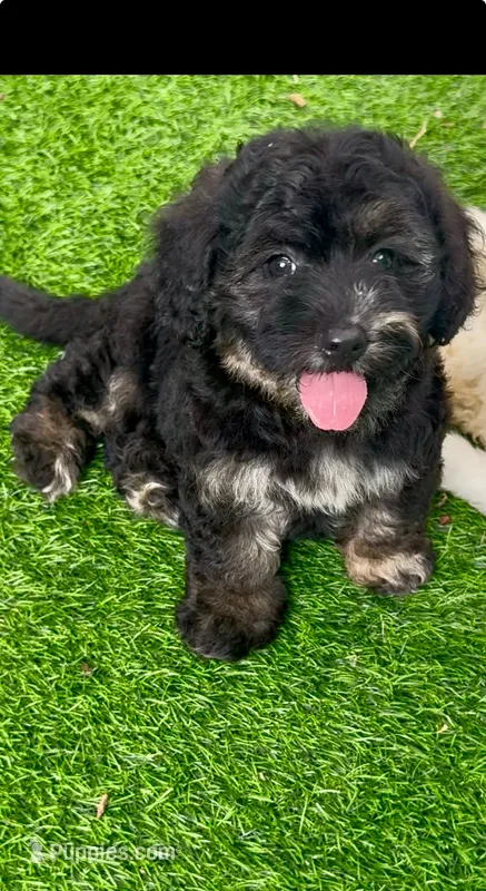 Marble – Chow Chow, Poodle - Toy  puppy for sale in Tampa, FL