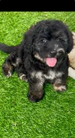 Marble PENDING, a male Chow Chow and Poodle - Toy  for sale in Tampa, FL – 6 of 9