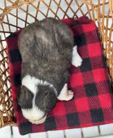 Willie blue eyes, a male Miniature Aussiedoodle for sale in Ruskin, FL – 3 of 10