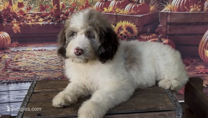 Hazel. chocolate Merle parti – Cockapoo puppy for sale in Ruskin, FL