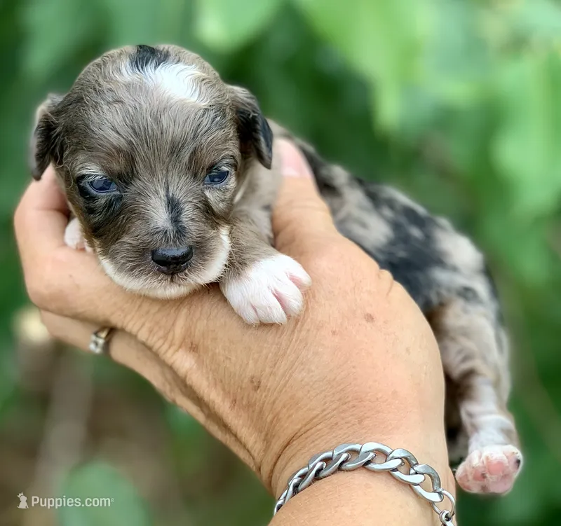 Zara – Miniature Aussiedoodle puppy for sale in Tampa, FL