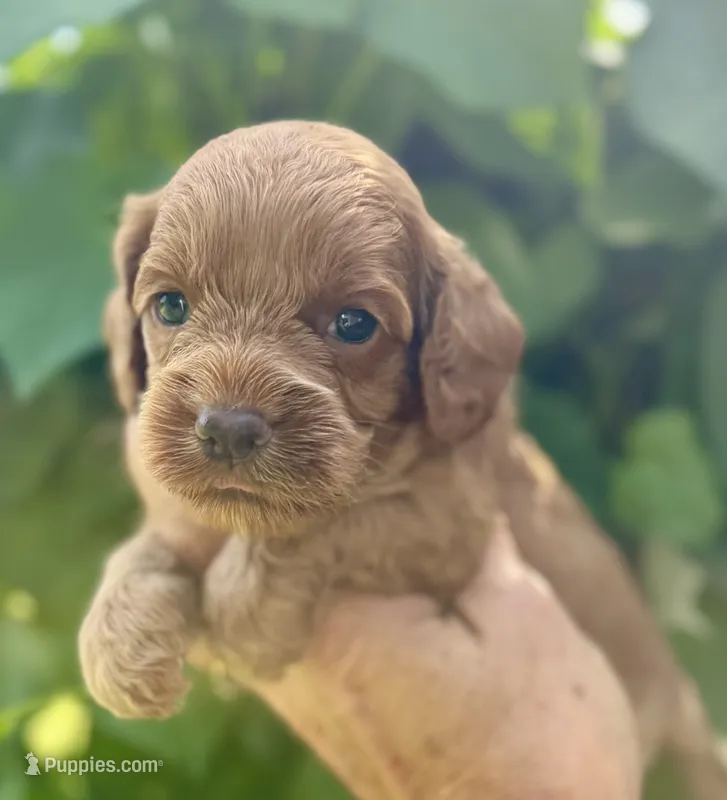 Black F1 – Cockapoo puppy for sale in Tampa, FL