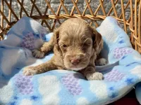 Pink, a female Cockapoo for sale in Ruskin, FL – 2 of 7
