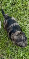 Camo  mini Chowdoodle from DoDo parents , a male Chow Chow and Poodle - Miniature  for sale in Sun City Center, FL – 10 of 10