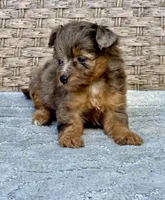 Nova, a female Miniature Aussiedoodle for sale in Tampa, FL – 6 of 7