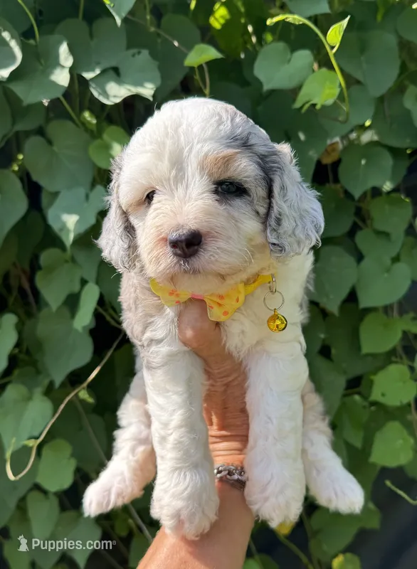 Skye  F1b – Miniature Aussiedoodle puppy for sale in Tampa, FL