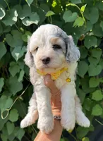 Skye  F1b, a female Miniature Aussiedoodle for sale in Sun City Center, FL – 4 of 10