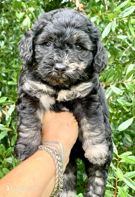 Marble – Chow Chow, Poodle - Toy  puppy for sale in Tampa, FL