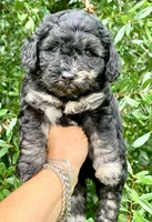 Marble, a male Chow Chow and Poodle - Toy  for sale in Tampa, FL – 7 of 10