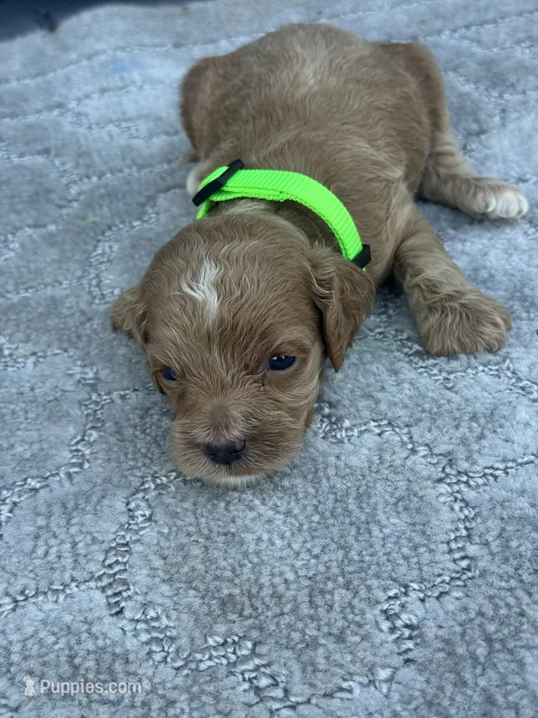 Green F1 – Cockapoo puppy for sale in Tampa, FL