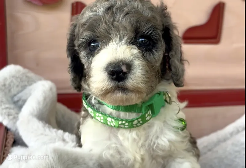 Tania – Cockapoo puppy for sale in Ruskin, FL
