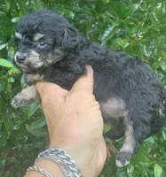 Tiny Morkiepoo , a male Poodle - Toy  and Morkie for sale in Tampa, FL – 5 of 7