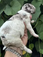Truffle. “ regular size” chocolate Merle, a male Cockapoo for sale in Tampa, FL – 4 of 10